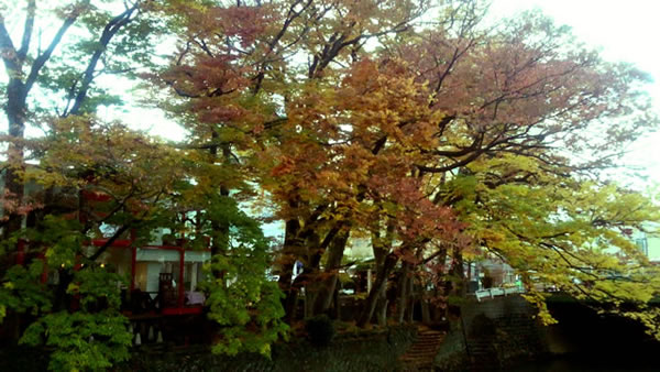 秋田市内の紅葉