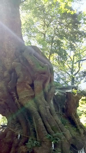 熱海来宮神社の楠