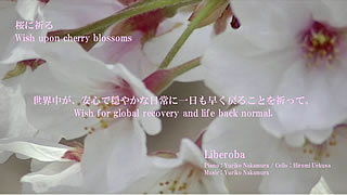 桜に祈る〜Wish upon cherry blossoms